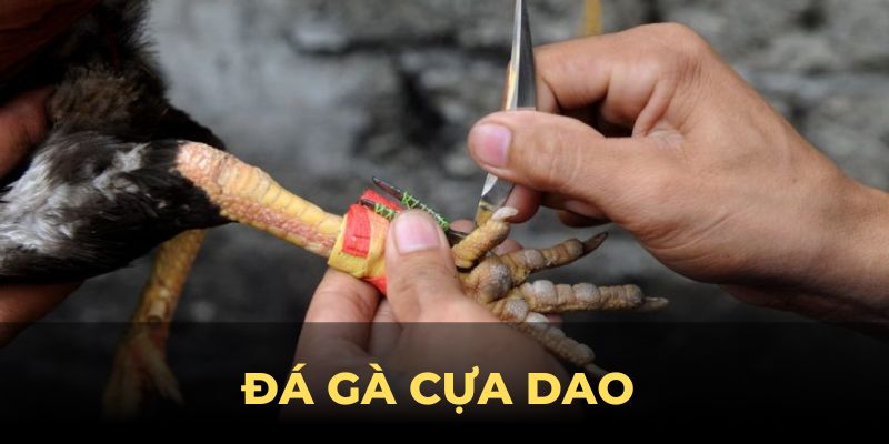 Đá Gà Cựa Dao - Trải Nghiệm Bộ Môn Kịch Tính Tại Vin777