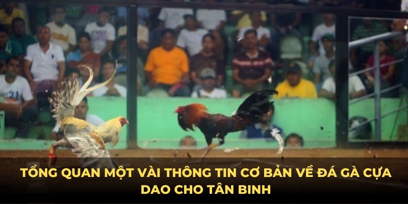 Tổng quan một vài thông tin cơ bản về đá gà cựa dao cho tân binh