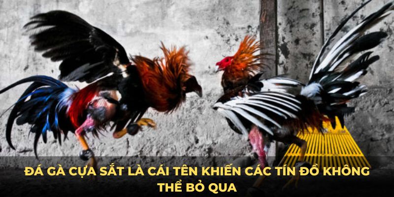 Đá gà cựa sắt là cái tên khiến các tín đồ không thể bỏ qua