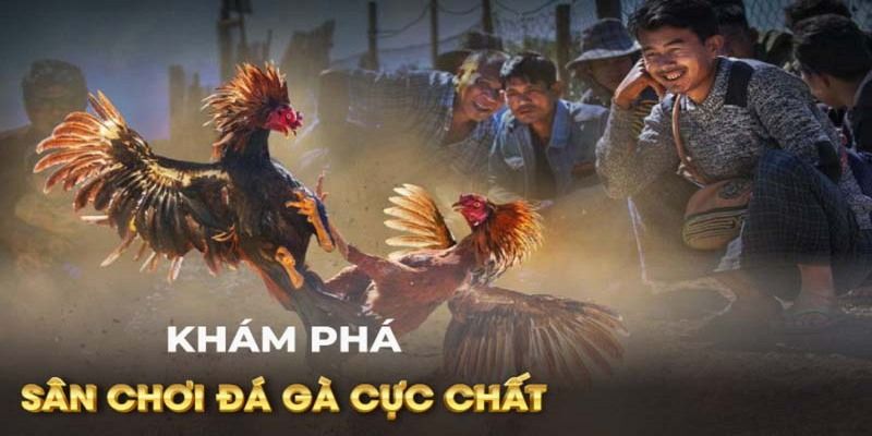 Sảnh game đá gà đỉnh cao, nhiều trận đấu gay cấn